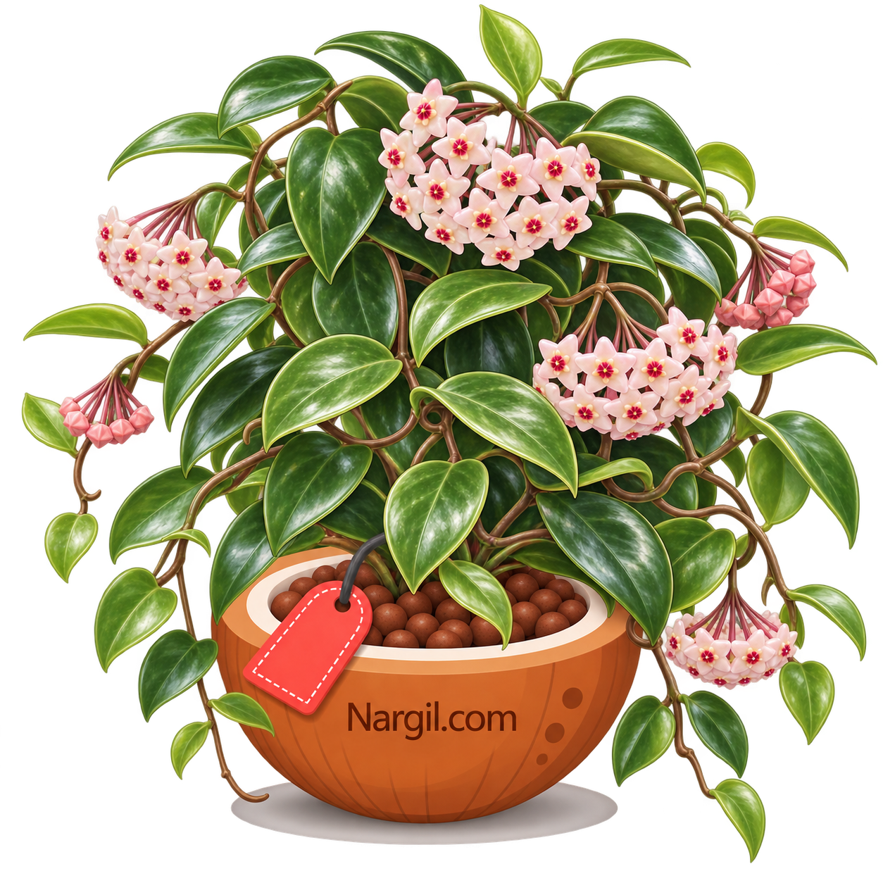 Nargil_Hoya Carnosa